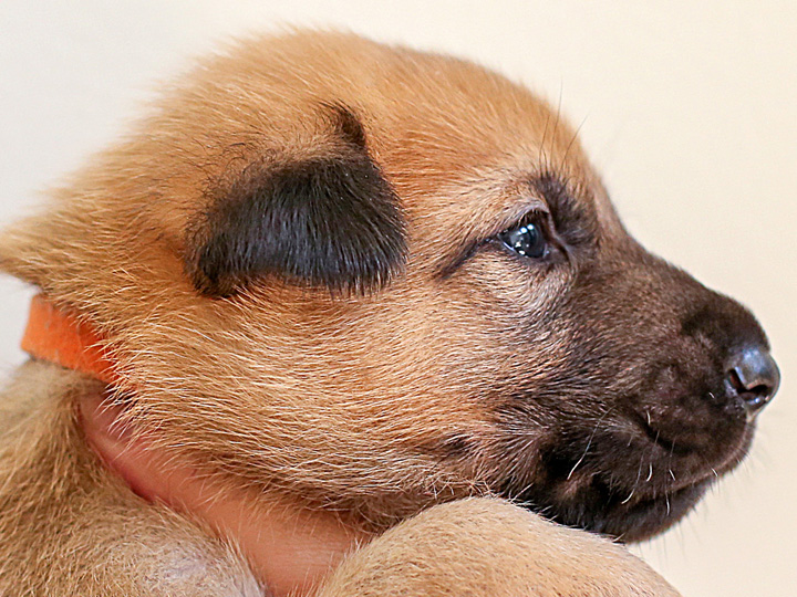 chinook puppy